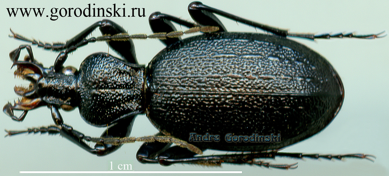 http://www.gorodinski.ru/carabidae/Cychrus yajiangensis.jpg